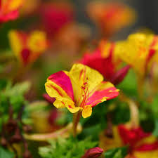 Mirabilis (Four O’Clock) Flowers in Garden