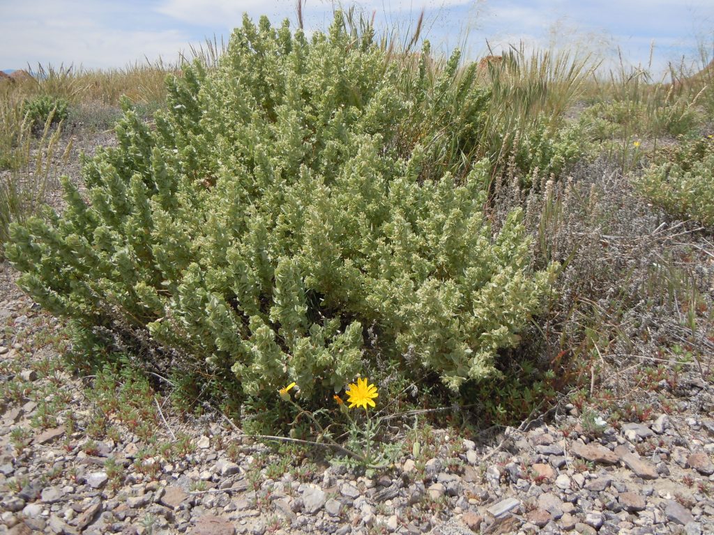 Saltbush Atriplex Canescens Planting Seeds for Tough Gardens