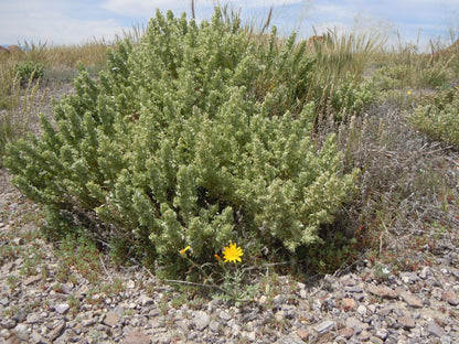 Saltbush Atriplex Canescens Planting Seeds for Tough Gardens