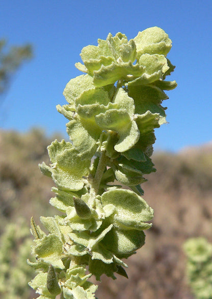 Saltbush Atriplex Canescens Planting Seeds for Tough Gardens