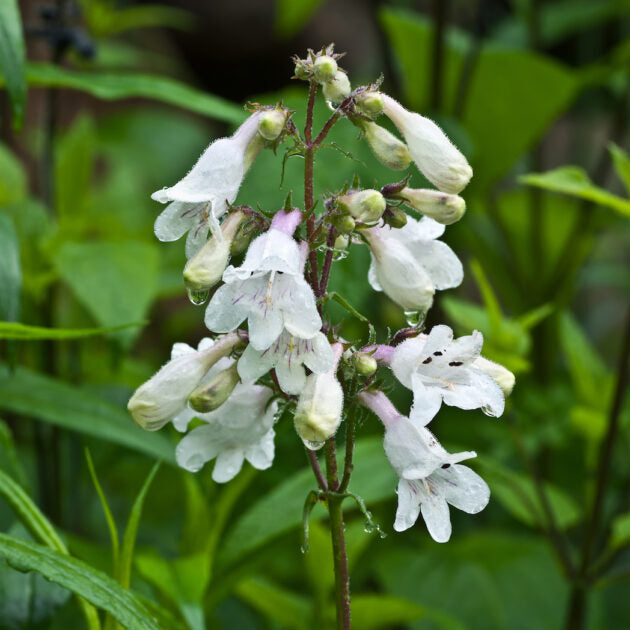 Heirloom Beardtongue Flower seeds for Planting Cottage Garden Essential Heirloom & GMO Free Seeds for Home Garden