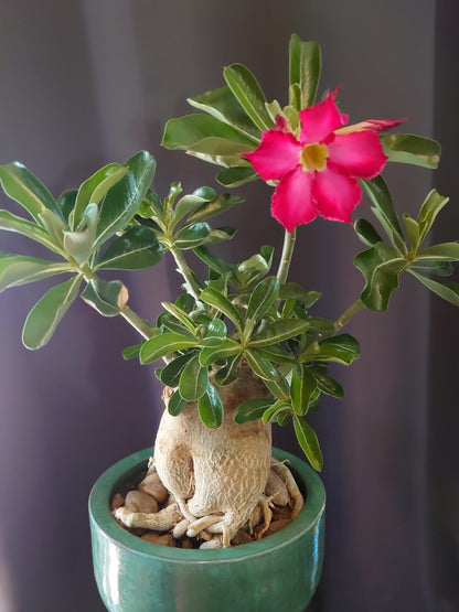 Thick Pink Adenium Obesum Seeds Flower seeds for Planting Vibrant Colors Heirloom & GMO Free Seeds for Home Garden
