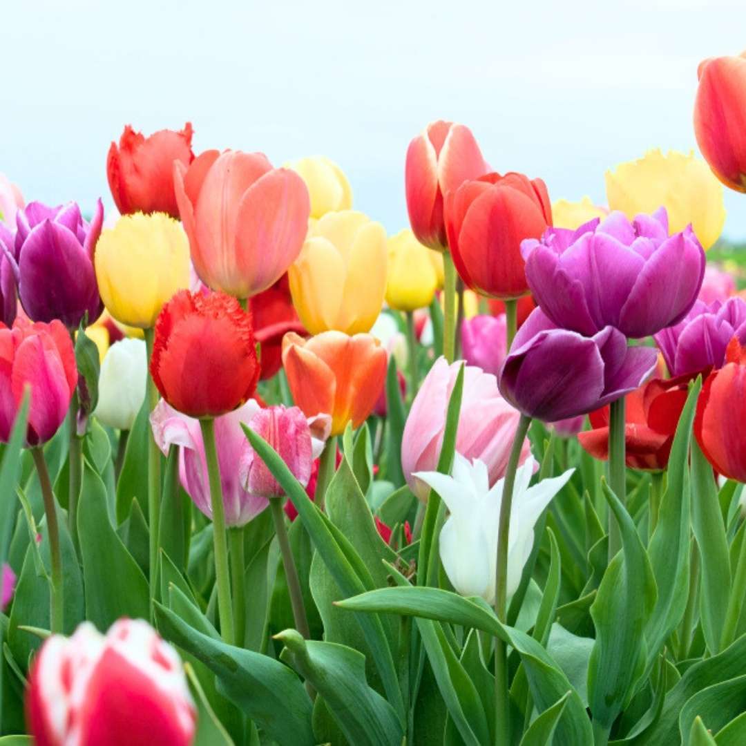 Fragrant Aroma Tulip Seeds for Easy Planting and Gardening