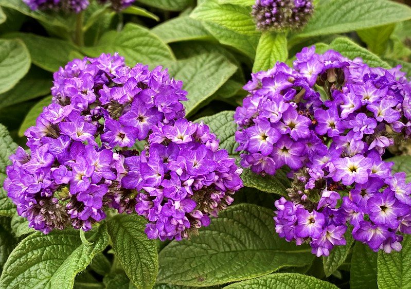Heliotrope Flower seeds for Planting Wildflower Mix, Heirloom & GMO Free Seeds for Home Garden vegetable and garden seeds
