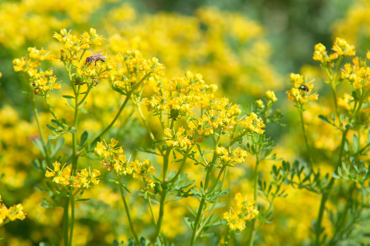 Fragrant Yellow Rue flowers blooming in garden