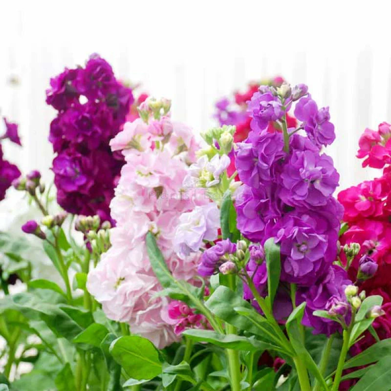 Fragrant Mini Matthiola Incana Plants for Borders and Containers