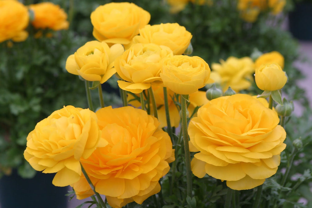 Light Yellow Begonia Flower seeds for Planting Drought Tolerant, Heirloom & GMO Free Seeds for Home Garden vegetable and garden seeds