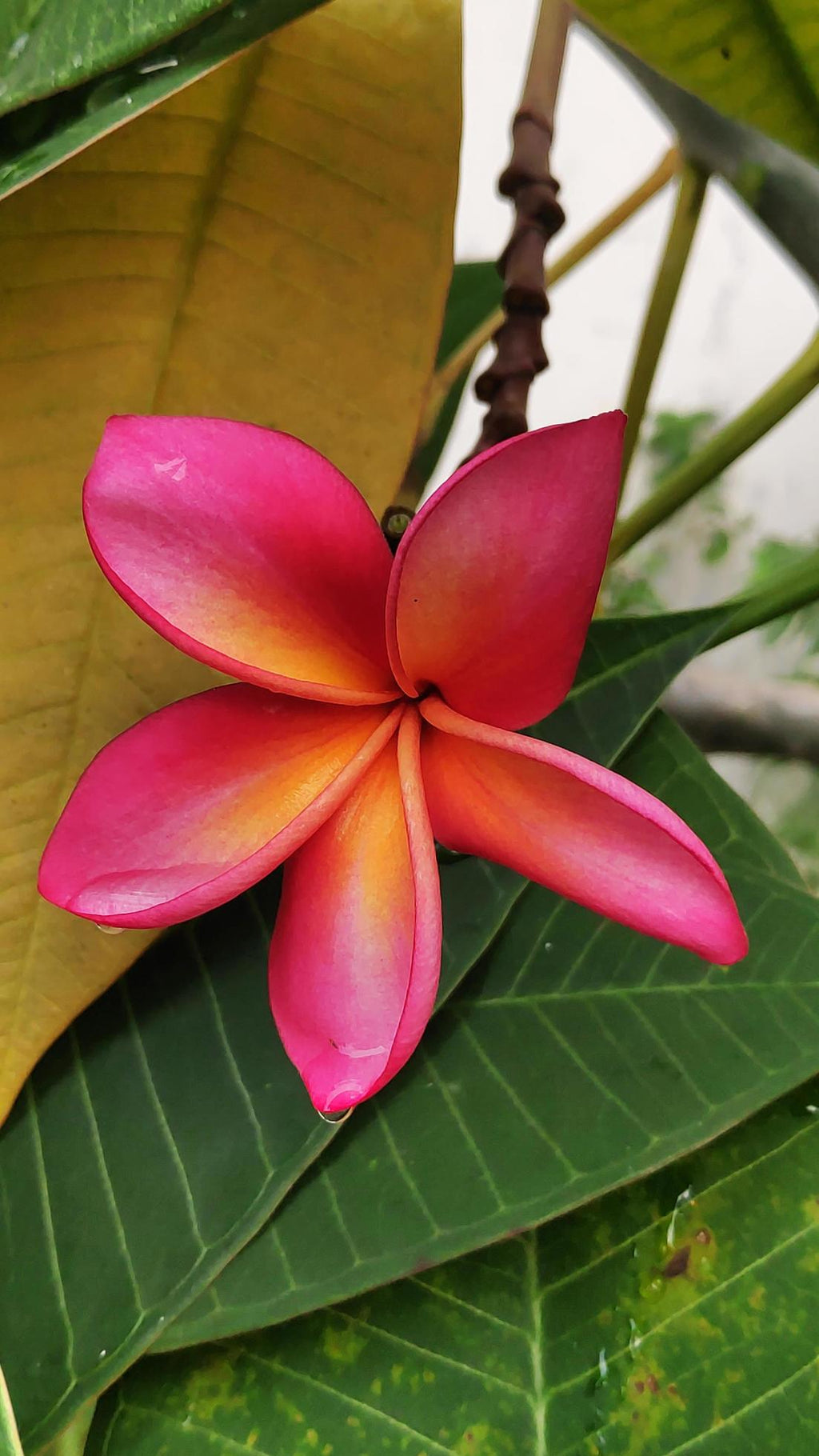 High quality Pink Frangipani Flower seeds for Planting Easy to Grow, Heirloom & GMO Free Seeds for Home Garden seeds pack
