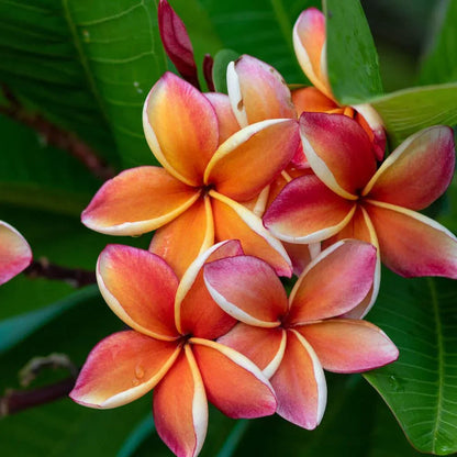 Frangipani Flower seeds for Planting Hardy Variety Heirloom & GMO Free Seeds for Home Garden