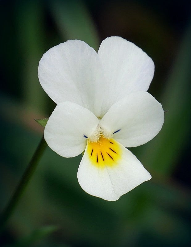 Yellow White Pansy Flower seeds for Planting Seasonal Bloomer Heirloom & GMO Free Seeds for Home Garden 
 
 Sale