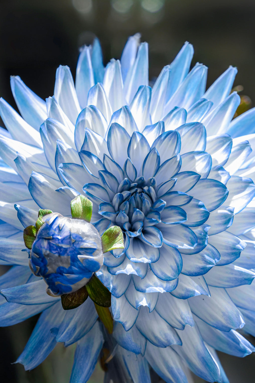 Light Blue Chrysanthemum Flower seeds for Planting Easy to Grow, Heirloom & GMO Free Seeds for Home Garden vegetable and garden seeds