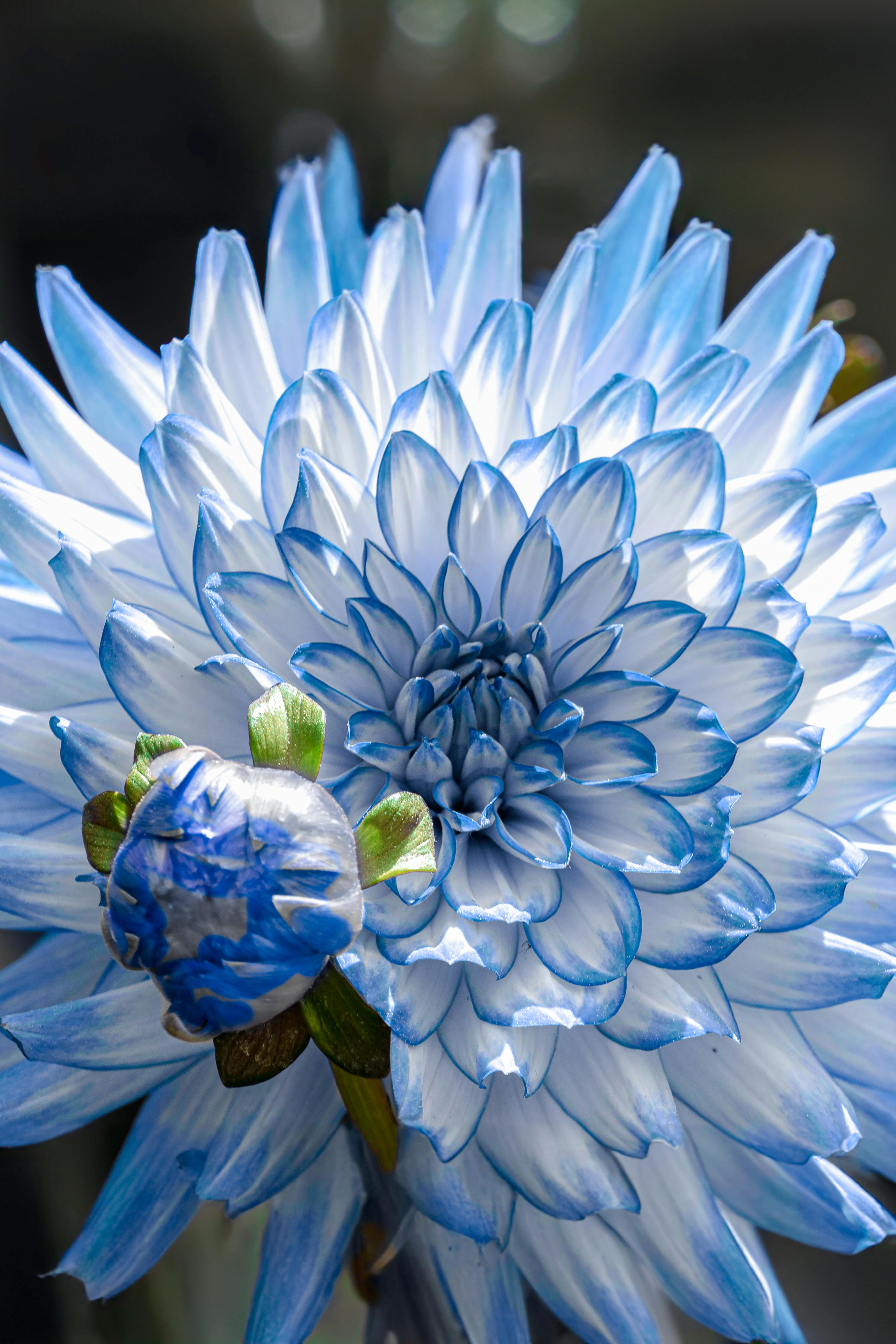 Light Blue Chrysanthemum Flower seeds for Planting Easy to Grow, Heirloom & GMO Free Seeds for Home Garden vegetable and garden seeds