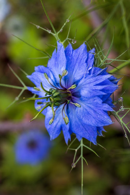 Love in A Mist Flower seeds for Planting Fragrant Blossoms Heirloom & GMO Free Seeds for Home Garden 
 
 Sale for planting in home garden