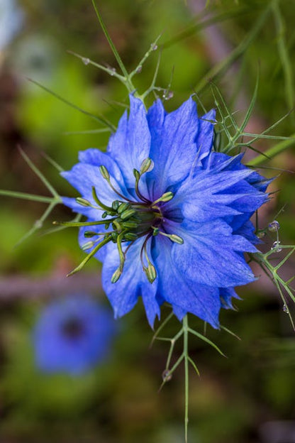 Love in A Mist Flower seeds for Planting Fragrant Blossoms Heirloom & GMO Free Seeds for Home Garden 
 
 Sale for planting in home garden