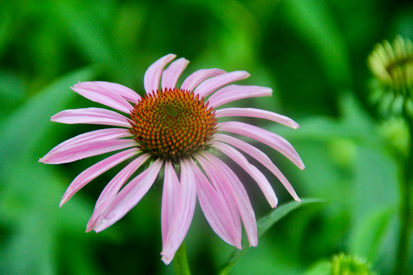 Echinacea Flower seeds for Planting Garden Favorite Heirloom & GMO Free Seeds for Home Garden