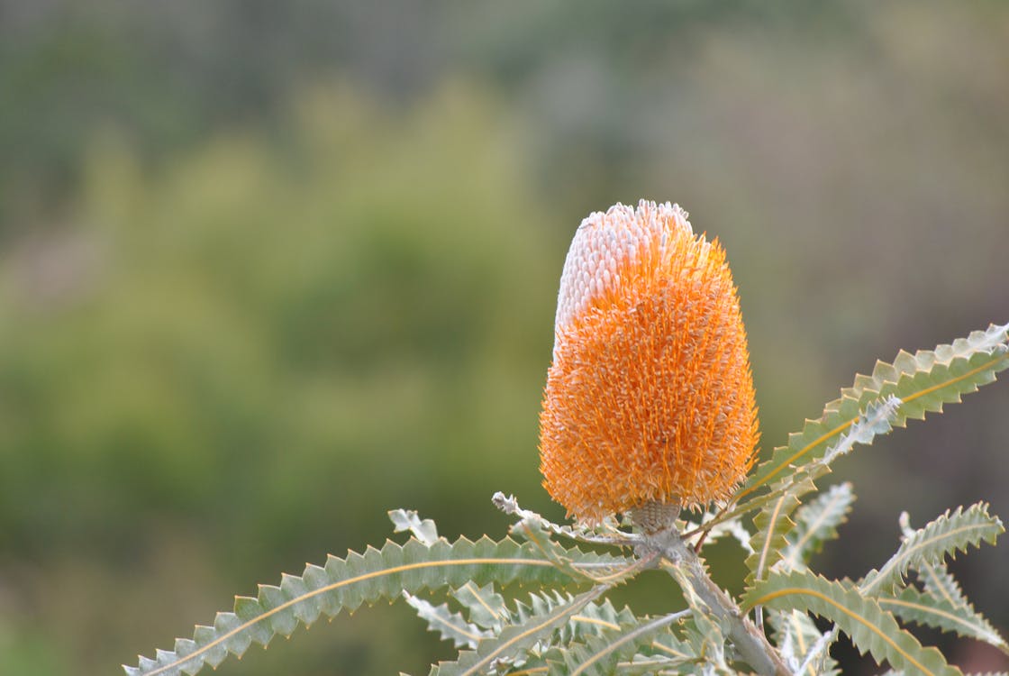 Banksia Flower seeds for Planting Drought Tolerant Heirloom & GMO Free Seeds for Home Garden