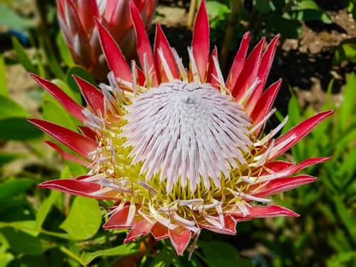 Orange Protea Flower seeds for Planting Cottage Garden Essential, Heirloom & GMO Free Seeds for Home Garden vegetable and garden seeds