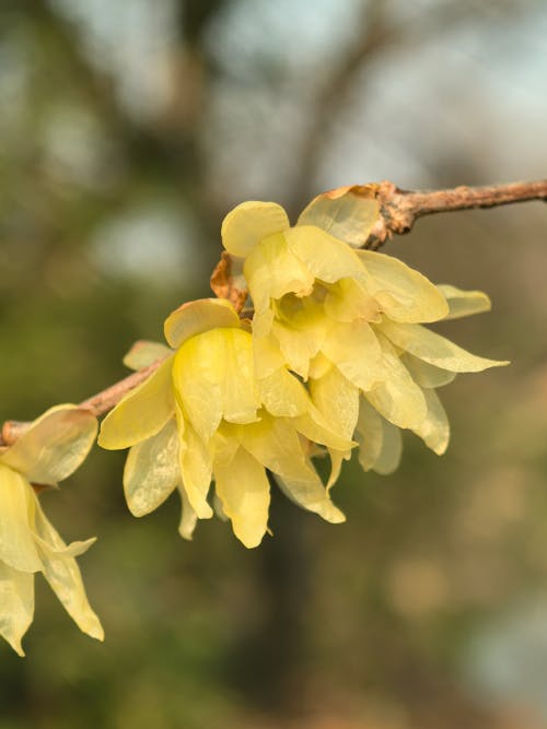 Yellow Chimonanthus Flower seeds for Planting Perfect for Borders, Heirloom & GMO Free Seeds for Home Garden vegetable and garden seeds