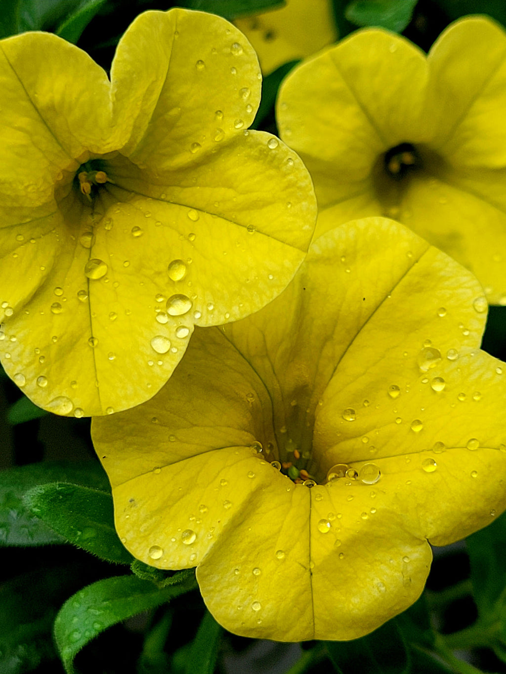 Yellow Petunia Flower seeds for Planting Perfect for Borders, Heirloom & GMO Free Seeds for Home Garden seeds for planting
