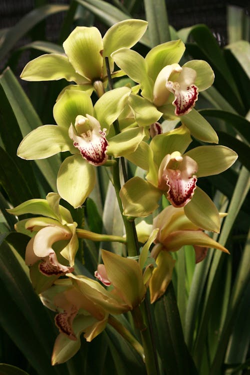 Mixed Cymbidium Orchid Flower seeds for Planting Colorful Display, Heirloom & GMO Free Seeds for Home Garden seeds for home gardening