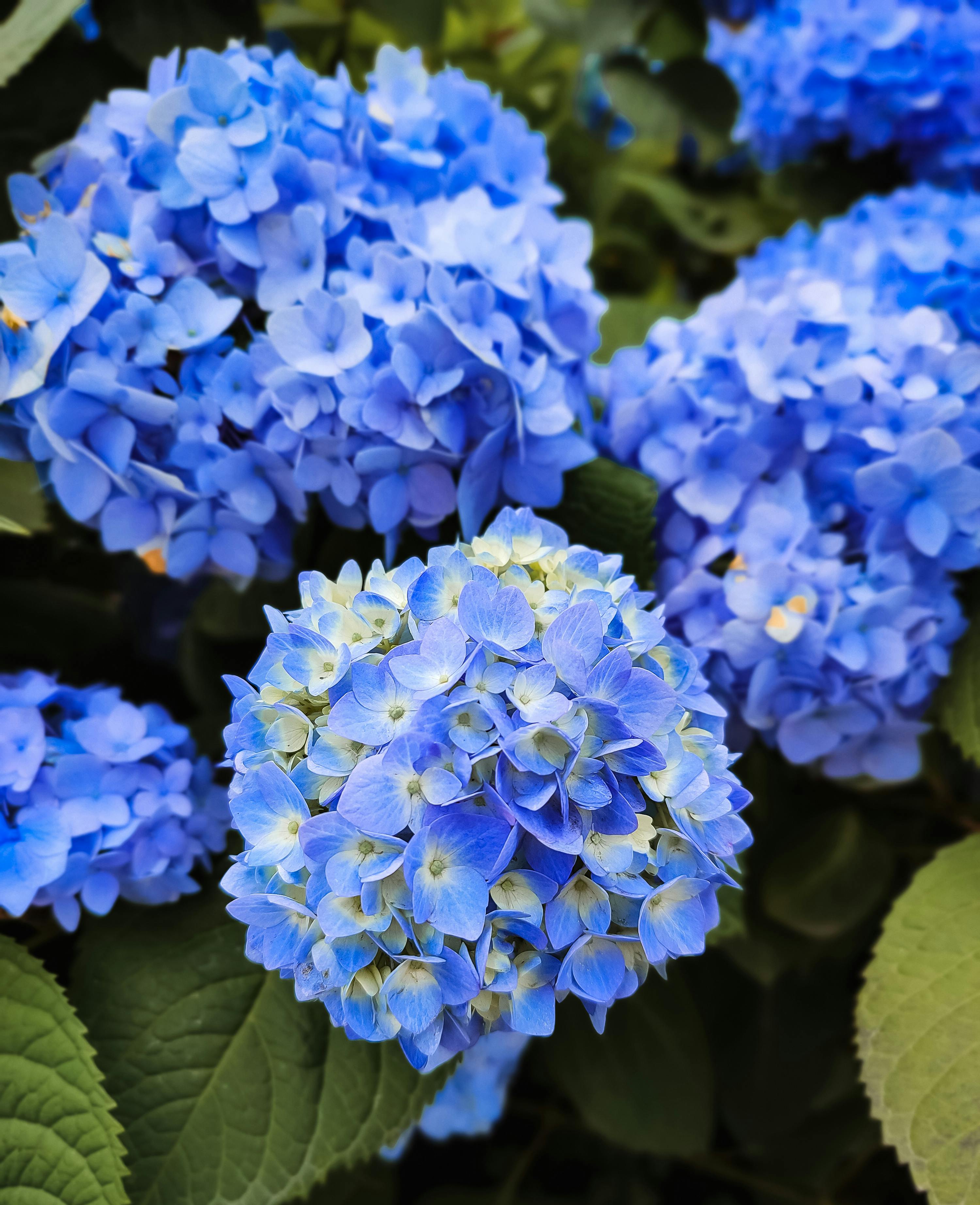 Premium Sea Blue Hydrangea Flower seeds for Planting Sun Loving, Heirloom & GMO Free Seeds for Home Garden seeds