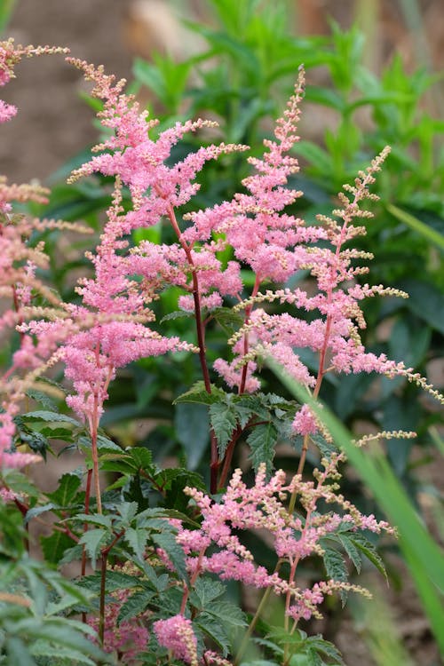 High quality Pink Astilbe Flower seeds for Planting Low Maintenance, Heirloom & GMO Free Seeds for Home Garden seeds pack