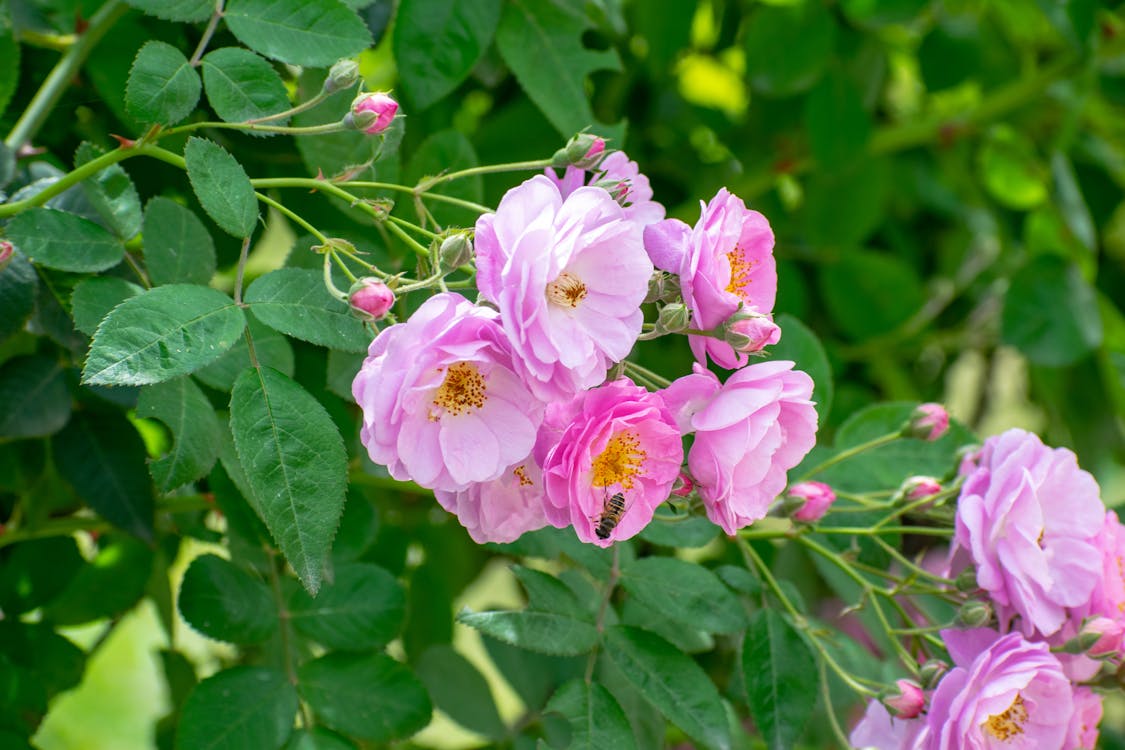 Damask Rose Bush Flower seeds for Planting, Cut Flower Favorite Heirloom & GMO Free Seeds for Home Garden