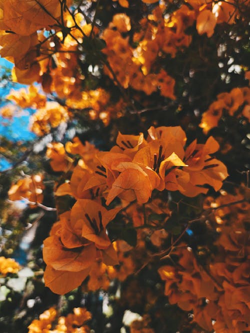 Premium Brown Bougainvillea Flower seeds for Planting Premium Quality, Heirloom & GMO Free Seeds for Home Garden seeds