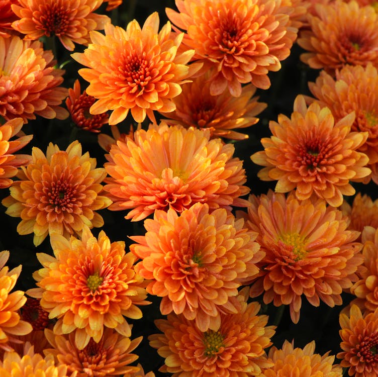 Chrysanthemum Flower seeds for Planting Bright Blooms, Heirloom & GMO Free Seeds for Home Garden vegetable and garden seeds