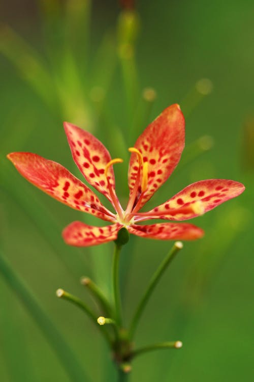 Red Leopard Flower seeds for Planting Low Maintenance, Heirloom & GMO Free Seeds for Home Garden vegetable and garden seeds