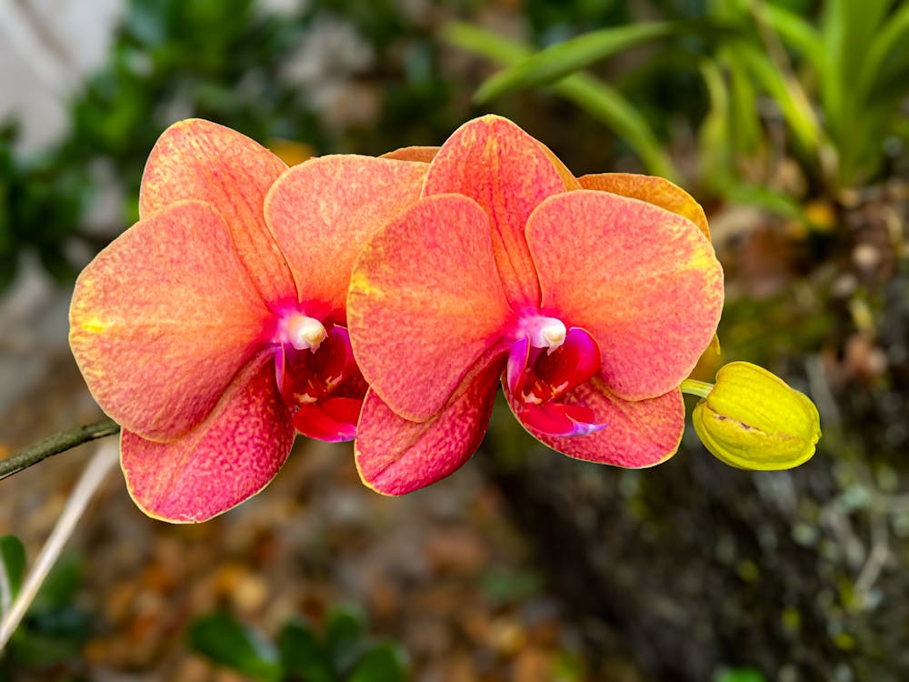 Peach Phalaenopsis Orchid Flower seeds for Planting Perfect for Borders, Heirloom & GMO Free Seeds for Home Garden vegetable and garden seeds