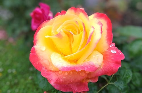 High quality Pink and Yellow Rose Non GMO Heirloom Garden Seeds Flower seeds for Planting Pollinator Friendly, Heirloom & GMO Free Seeds for Home Garden seeds pack