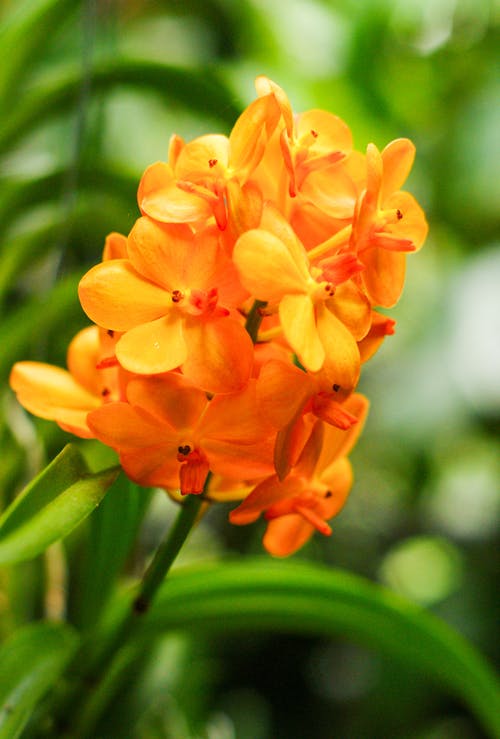 Orange Bell Orchid Seeds Flower seeds for Planting Hardy Variety, Heirloom & GMO Free Seeds for Home Garden vegetable and garden seeds