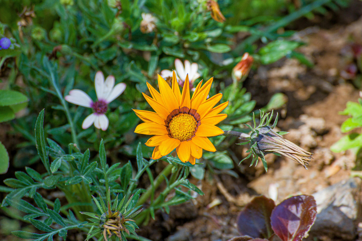 Gazania Rigens Flower seeds for Planting Pollinator Friendly Heirloom & GMO Free Seeds for Home Garden