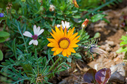 Gazania Rigens Flower seeds for Planting Pollinator Friendly Heirloom & GMO Free Seeds for Home Garden