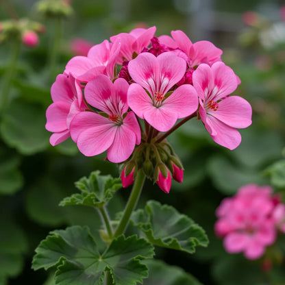 Pink Geranium Apple Blossom Flower seeds for Planting - Shade Tolerant, Heirloom & GMO Free Seeds for Home Garden