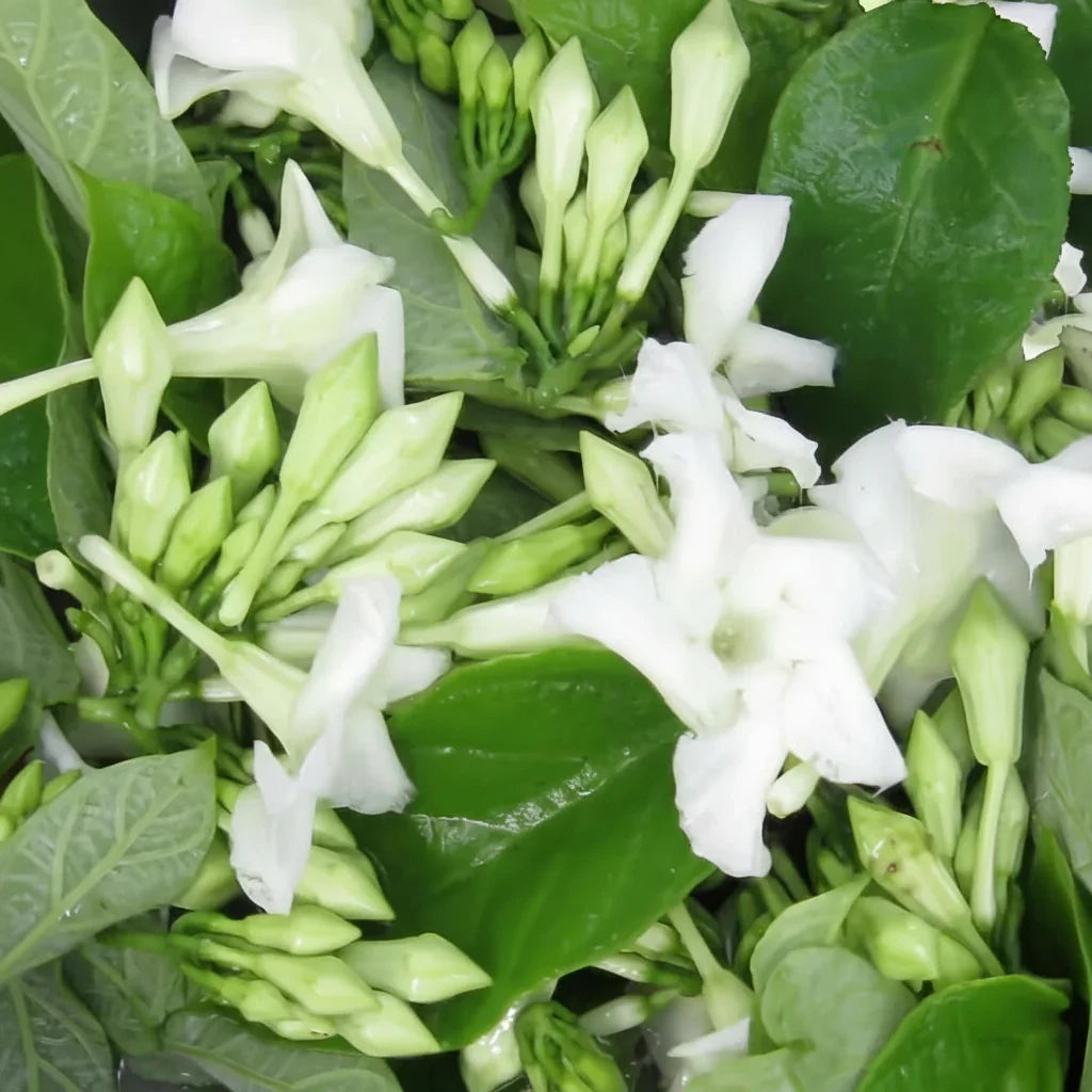 Loroco Flower seeds for Planting - Shade Tolerant, Heirloom & GMO Free Seeds for Home Garden