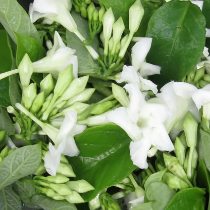 Loroco Flower seeds for Planting - Shade Tolerant, Heirloom & GMO Free Seeds for Home Garden