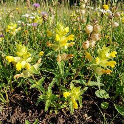 Yellow Rattle Flower seeds for Planting - Bright Blooms, Heirloom & GMO Free Seeds for Home Garden
