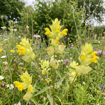 Yellow Rattle Flower seeds for Planting - Bright Blooms, Heirloom & GMO Free Seeds for Home Garden