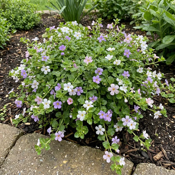 White Bacopa Utopia Flower seeds for Planting Vibrant Colors, Heirloom & GMO Free Seeds for Home Garden vegetable and garden seeds