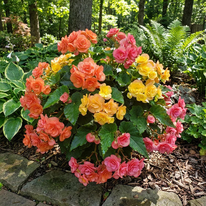 Rieger Begonia Flower seeds for Planting Drought Tolerant Heirloom & GMO Free Seeds for Home Garden