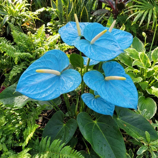 Sky Blue Yellow Anthurium Flower seeds for Planting - Vibrant Colors, Heirloom & GMO Free Seeds for Home Garden