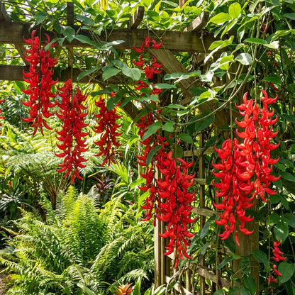 Red Strongylodon Flower seeds for Planting - Perfect for Borders, Heirloom & GMO Free Seeds for Home Garden