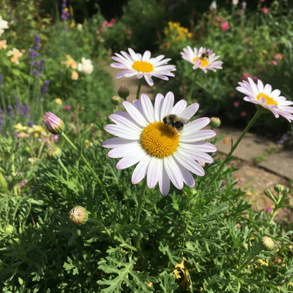 Pyrethrum Flower seeds for Planting Premium Quality Heirloom & GMO Free Seeds for Home Garden