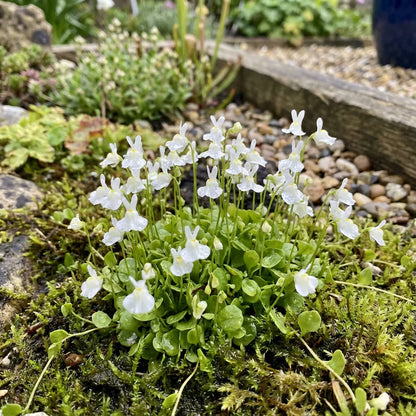 Utricularia Sandersonii Flower Seeds – Heirloom Non-GMO Hardy Blooms for Home & Garden Planting