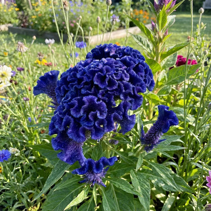 Blue Cockscomb Flower seeds for Planting - Drought Tolerant, Heirloom & GMO Free Seeds for Home Garden