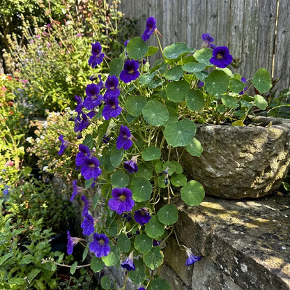 Blue Hanging Nasturtium Flower seeds for Planting - Low Maintenance, Heirloom & GMO Free Seeds for Home Garden