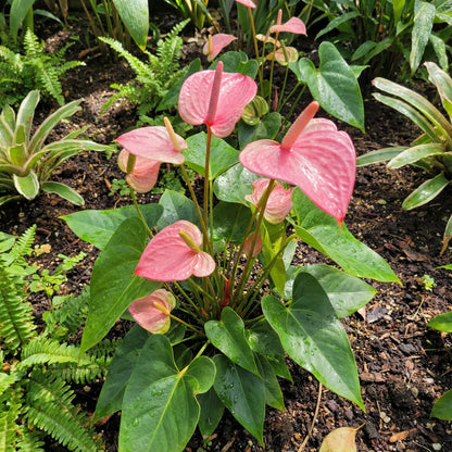 Anthurium Bonsai Flower seeds for Planting Colorful Display Heirloom & GMO Free Seeds for Home Garden