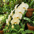 Cream Phalaenopsis Orchid Flower seeds for Planting Long Bloom Season, Heirloom & GMO Free Seeds for Home Garden seeds for planting